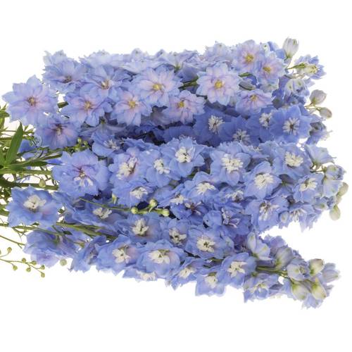 Delphinium blau ocean Blue 110cm
