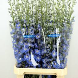 Delphinium blau ocean Blue 110cm