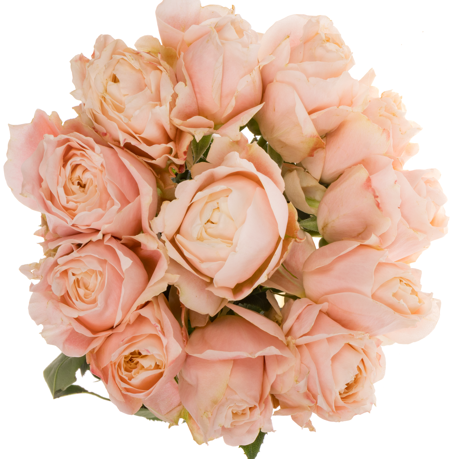 Rose apricot Princess Sakura 50cm