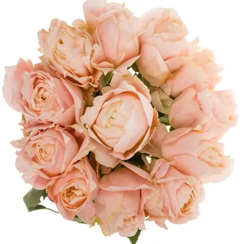 Rose apricot Princess Sakura 50cm