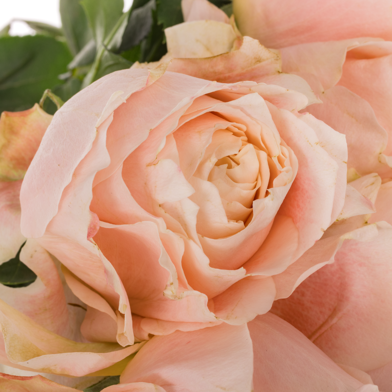 Rose apricot Princess Sakura 50cm