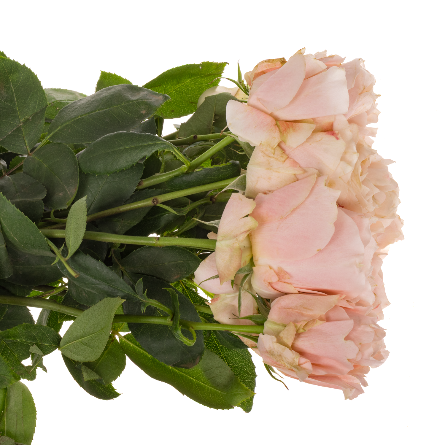 Rose apricot Princess Sakura 50cm