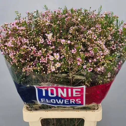 Wachsflower hell rosa  Early Nir 90 Gramm 80cm