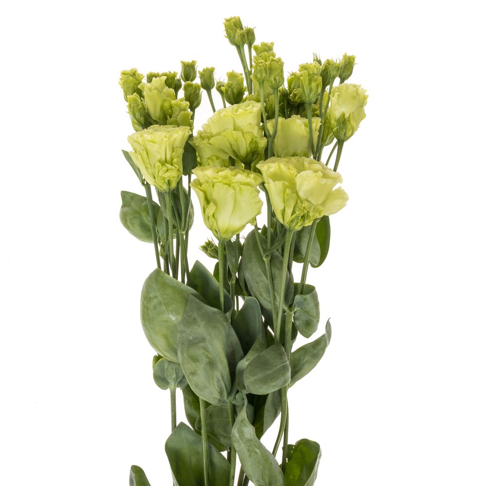 Lisianthus grün Rosanne 5+Blüte 70cm