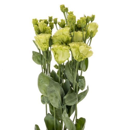 Lisianthus grün Rosanne 5+Blüte 70cm