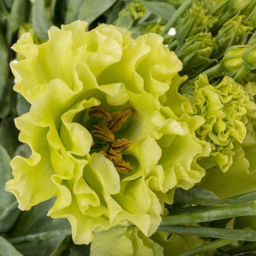 Lisianthus grün Rosanne 5+Blüte 70cm