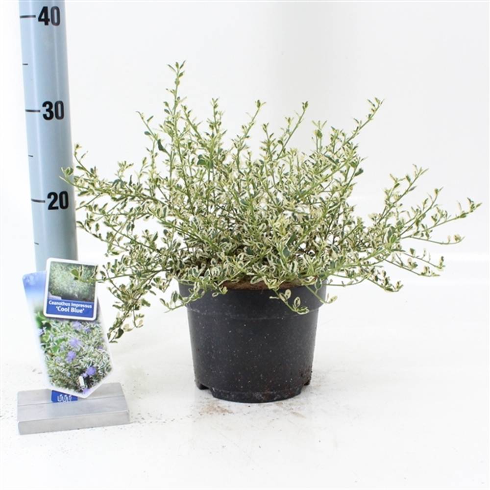 Ceanothus Cool Blue T17 H025