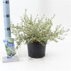 Ceanothus Cool Blue T17 H025