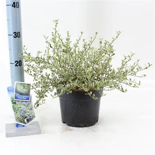 Ceanothus Cool Blue T17 H025