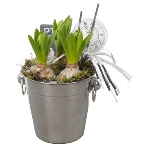 Hyac.Arr PTON7905 weisse Bl. Silvester T12 H023