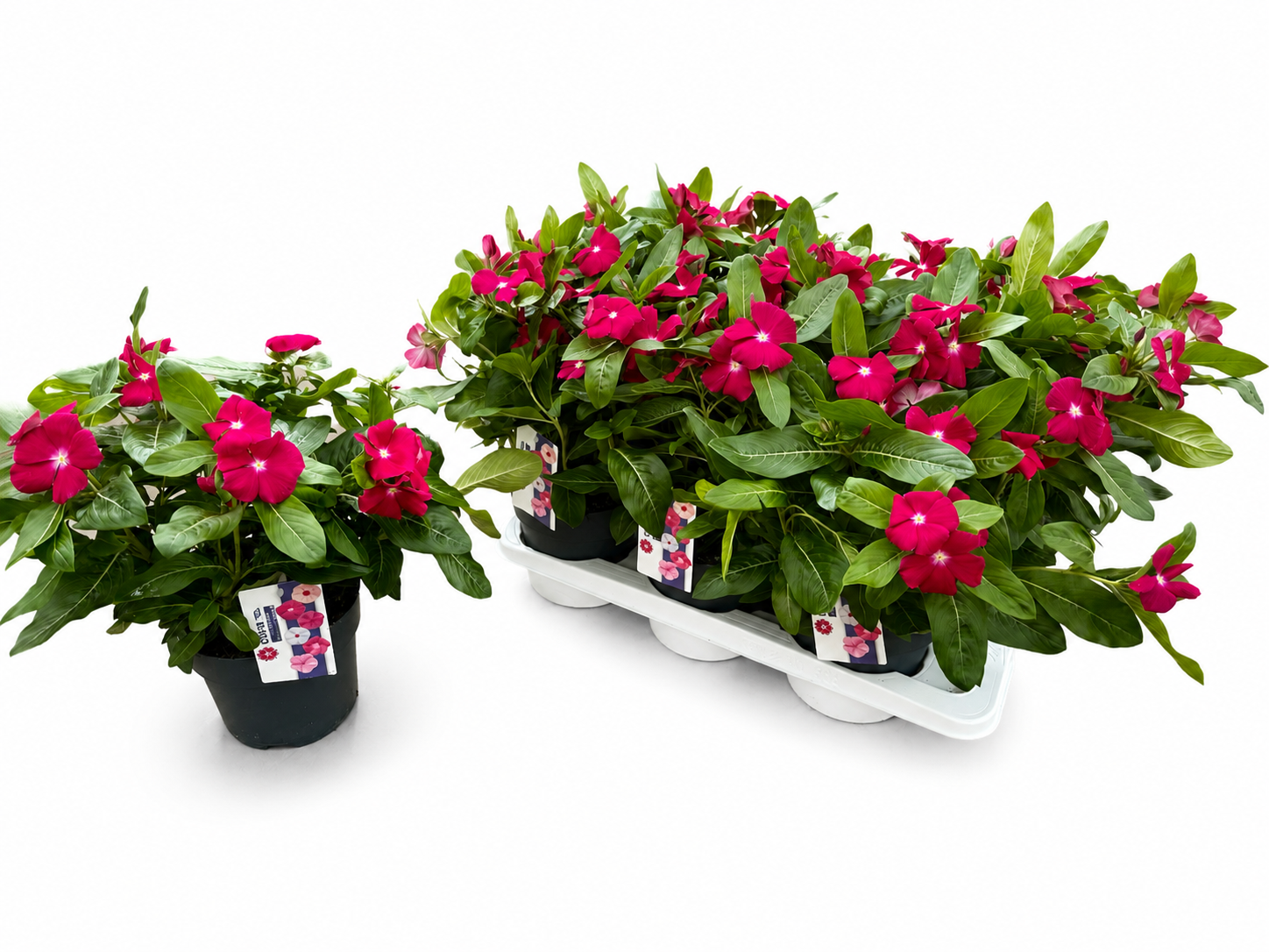 Catharanthus lila T17 H035