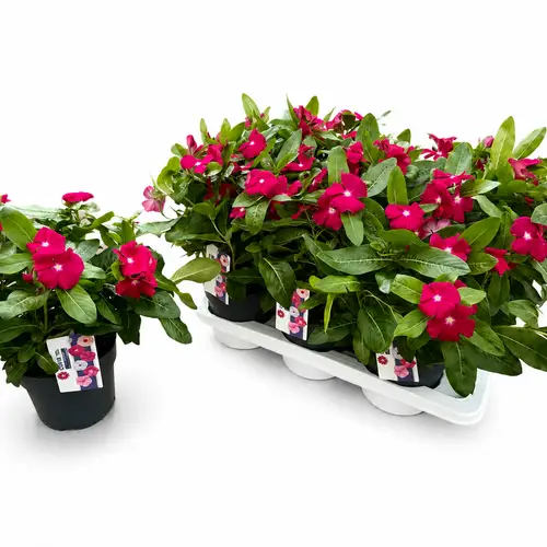 Catharanthus lila T17 H035