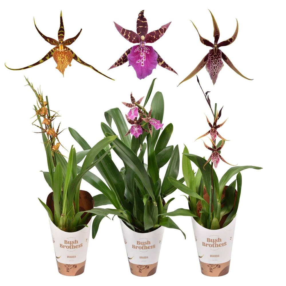 Brassia 1-R mix T12 H055