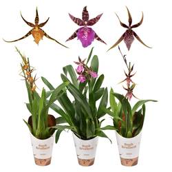 Brassia 1-R mix T12 H055