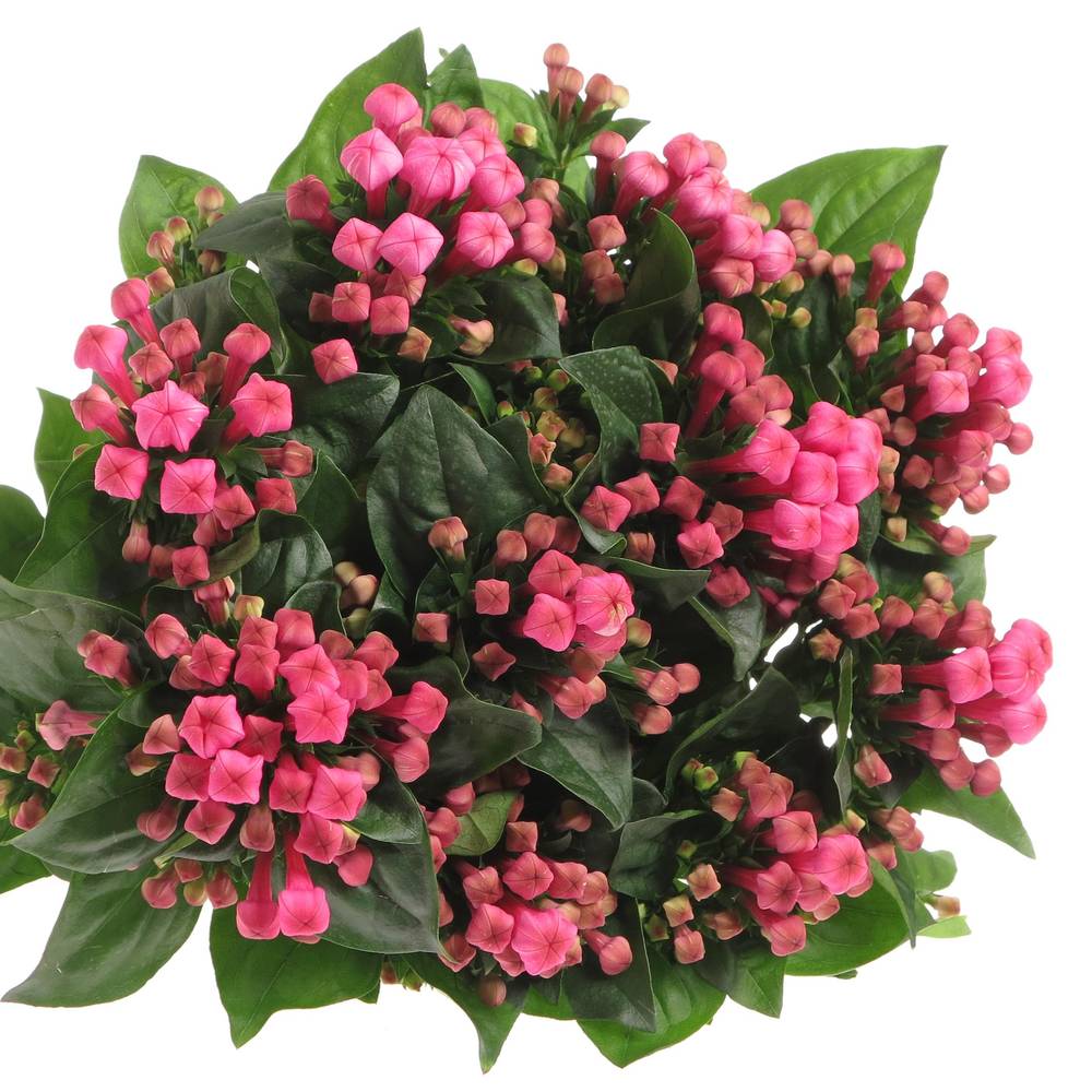 Bouvardie rosa Royal Roza 60cm