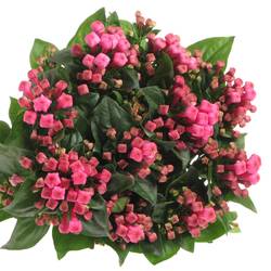 Bouvardie rosa Royal Roza 60cm