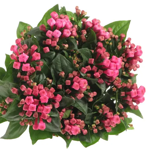 Bouvardie rosa Royal Roza 60cm