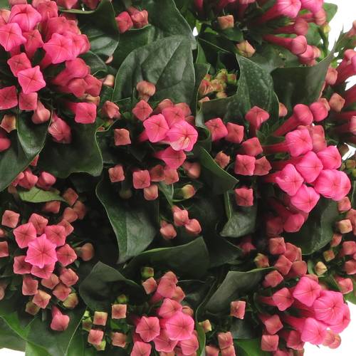 Bouvardie rosa Royal Roza 60cm