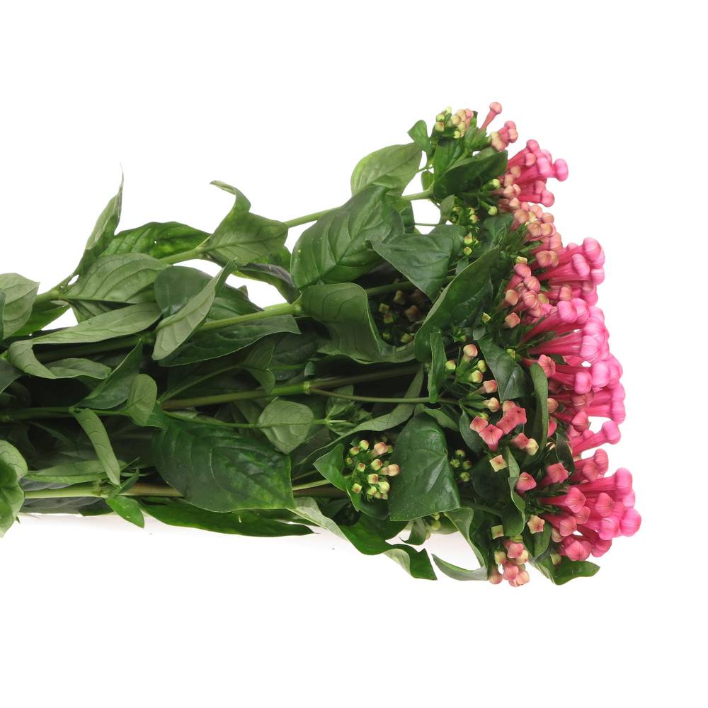 Bouvardie rosa Royal Roza 60cm