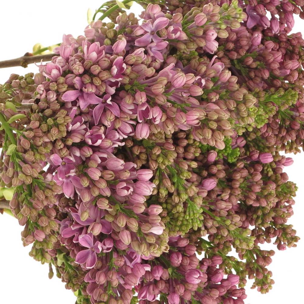 Flieder lila Horstenst 2 Kopf 50cm