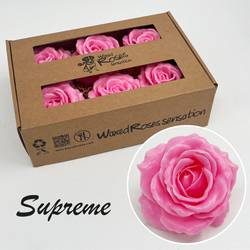 Seiden Wachs Rose Supreme rosa