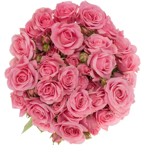 Rose verzweigt rosa Eileen 5+Blüte 50cm