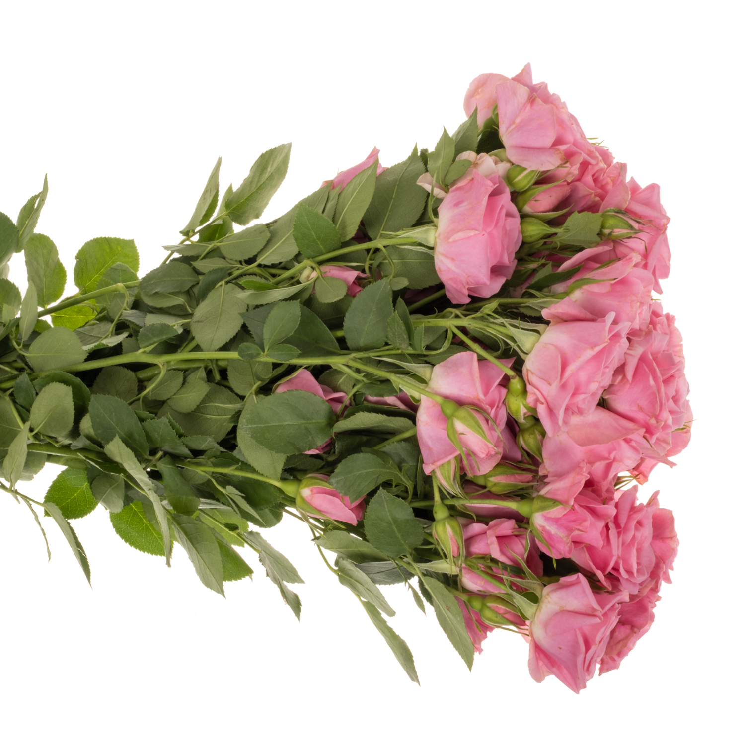 Rose verzweigt rosa Eileen 5+Blüte 50cm