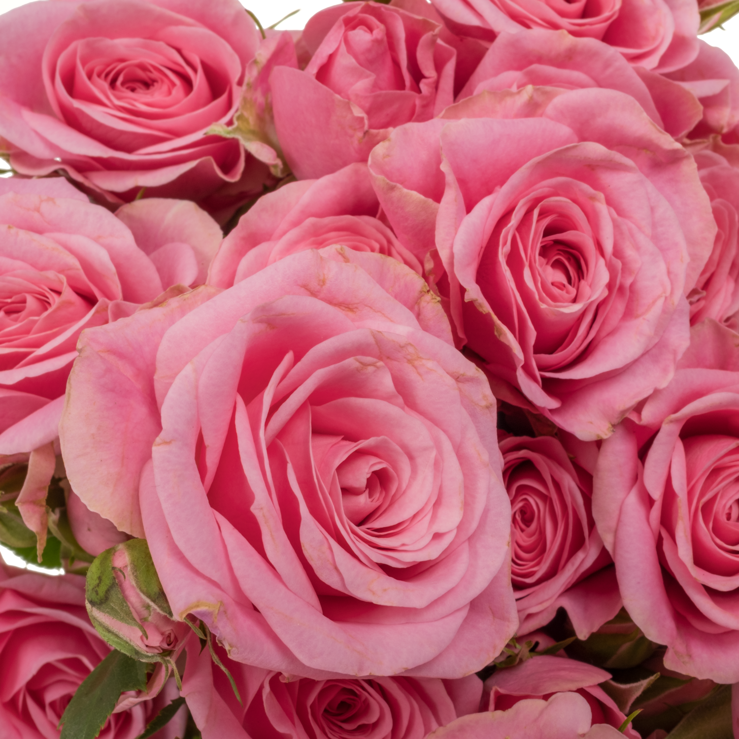 Rose verzweigt rosa Eileen 5+Blüte 50cm