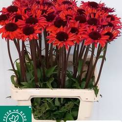 Rudbeckia rot Hot Summer 70cm