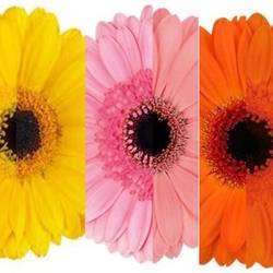 Germini 3x20 Sommer Farben