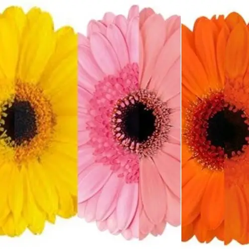 Germini 3x20 Sommer Farben