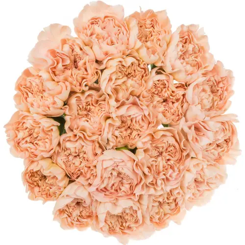 Nelke apricot Eternal Love 70cm