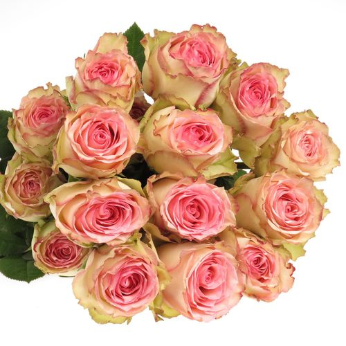 Rose creme/rosa Esperance (Ec) 70cm
