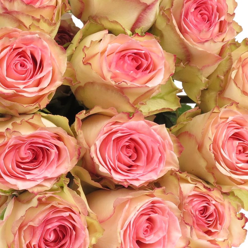 Rose creme/rosa Esperance (Ec) 70cm
