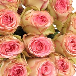 Rose creme/rosa Esperance (Ec) 70cm