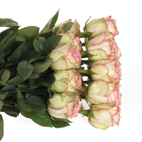 Rose creme/rosa Esperance (Ec) 70cm
