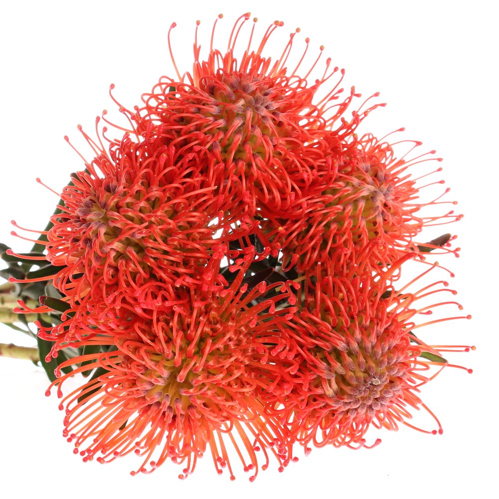 Nutans rot Scarlet 40cm