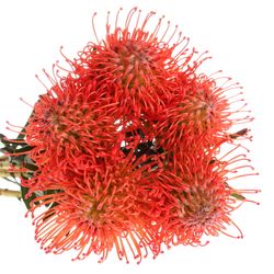 Nutans rot Scarlet 40cm