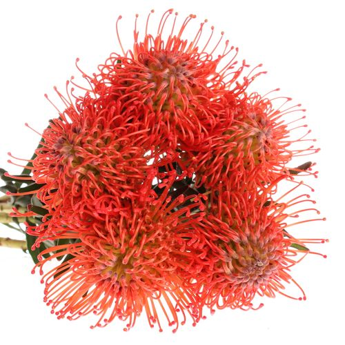 Nutans rot Scarlet 40cm