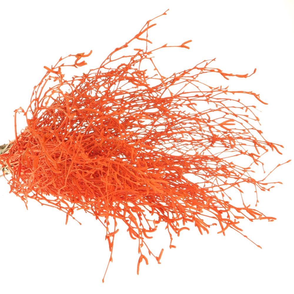 Birke orange gefärbt 70cm