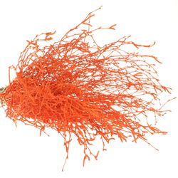 Birke orange gefärbt 70cm