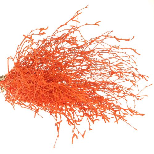 Birke orange gefärbt 70cm