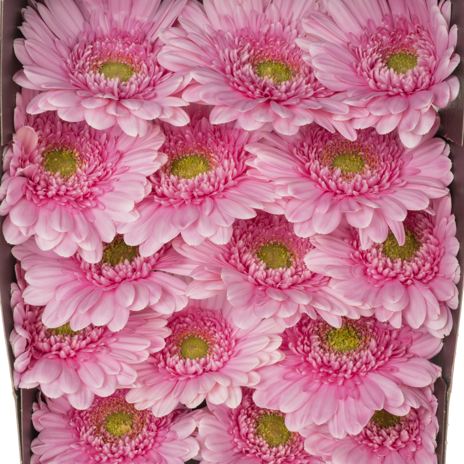 Gerbera rosa Nerea