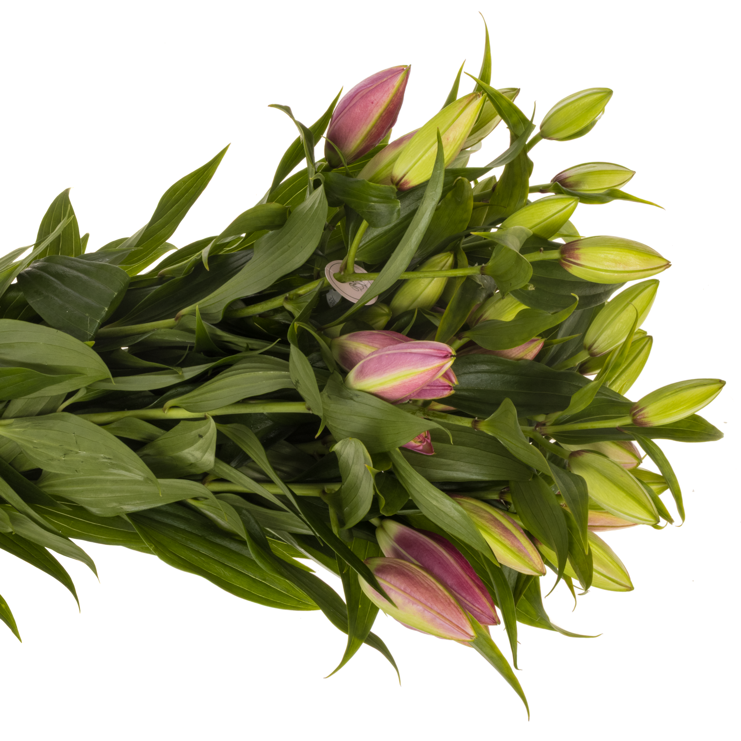 Lilie orientalisch lila gefült  Floretta 4+Blüte 95cm