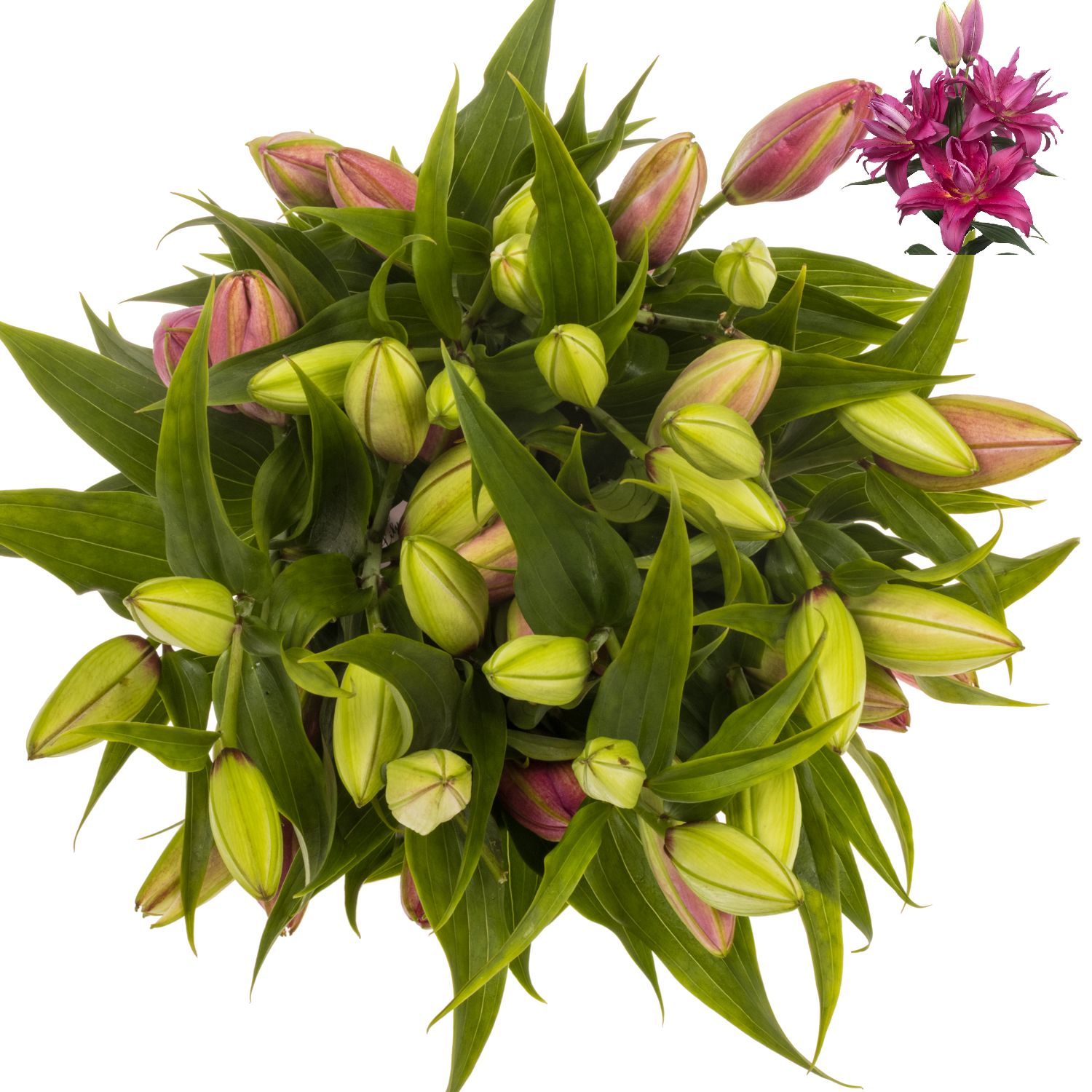 Lilie orientalisch lila gefült  Floretta 4+Blüte 95cm