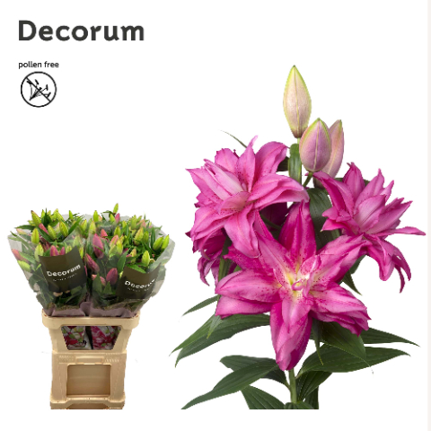 Lilie orientalisch lila gefült  Floretta 4+Blüte 95cm