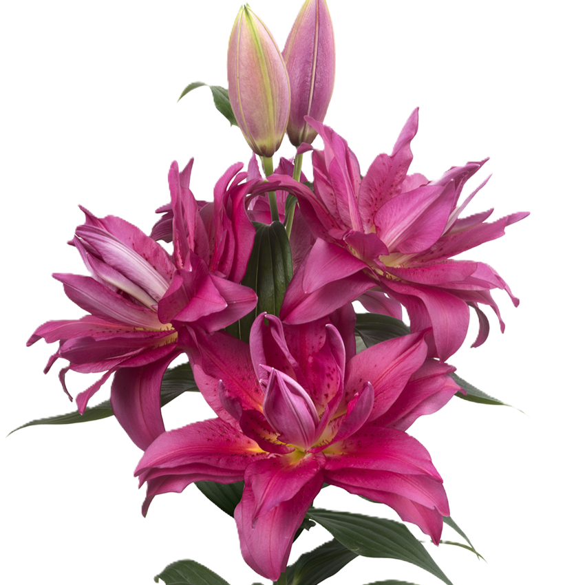 Lilie orientalisch lila gefült  Floretta 4+Blüte 95cm