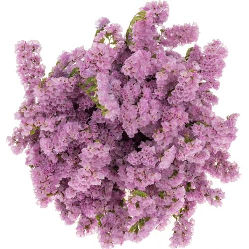 Statice rosa Fantasia Wings 60 Gramm 75cm