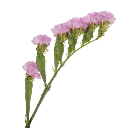 Statice rosa Fantasia Wings 60 Gramm 75cm
