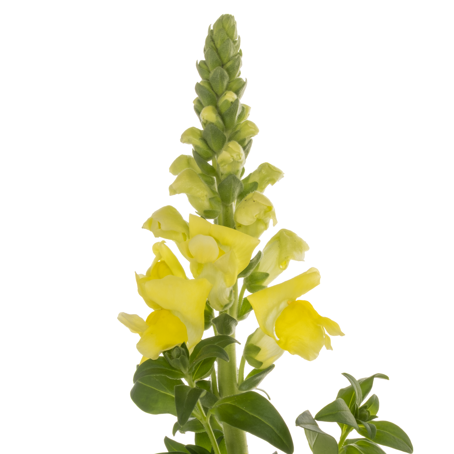 Löwenmaul gelb Legend Yellow 75cm
